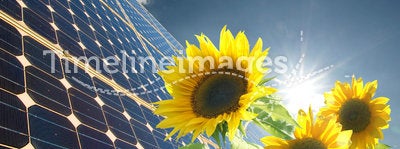 Sunflowers and solar panel