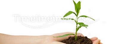 Agriculture. plant in a hand
