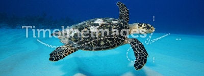 Turtle swimming over sand