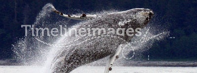 Breaching, Leaping Alaskan Humpback Whale