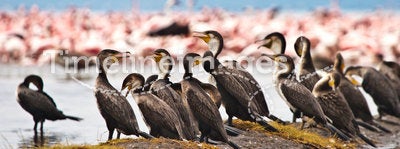 Great Cormorant birds sitting in a lake