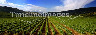 Vineyard field