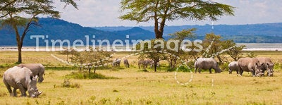 White rhinoceros grazing at lake Baringo, Kenia