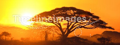 Sunset in the serengeti