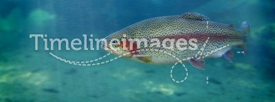Trout Fish Swimming