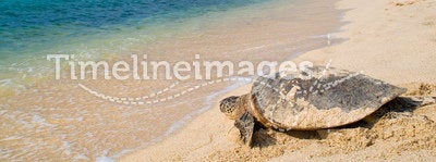 Turtle on the tropical beach