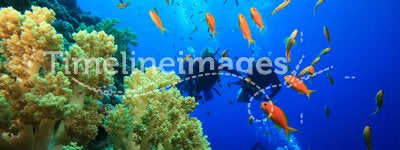 Coral Reef and Scuba Divers