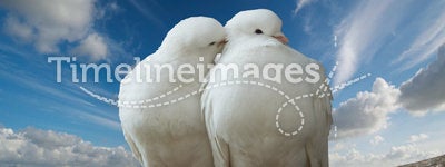 Wihte doves in love