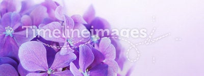 Purple Hydrangea Flowers