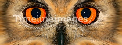 Enhanced owl portrait