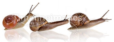 Three snails
