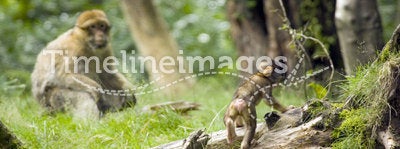 Barbary Macaque with Baby