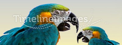 Macaw parrots-same