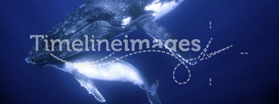 Humback whales
