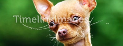 Chihuahua dog portrait