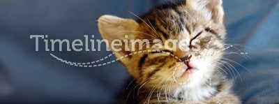 Baby cat portrait