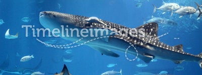 Giant whale shark swimming in a swarm of fish