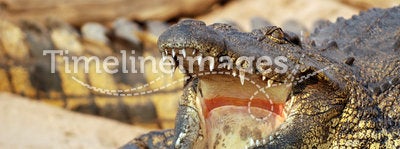 Crocodile in the Zambezi