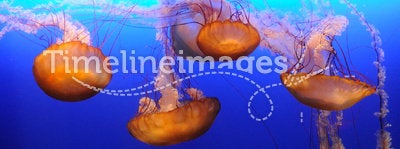 Orange jellyfish