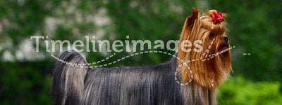 Glamour Yorkshire terrier with bow
