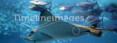 Detail of a manta ray swimming underwater