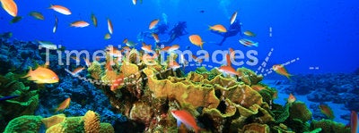 Cabbage Coral and Divers