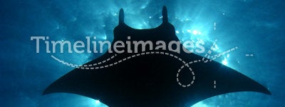 Manta ray sunburst