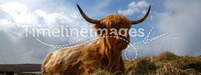 Highland Cow 2