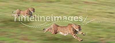 Running Cheetahs