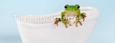 Frog on bath