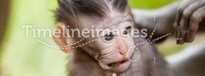 Cute little baby monkey