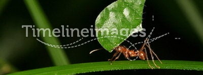 Leaf-cutting ant