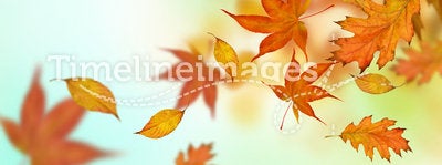 Autumn Leaves Falling