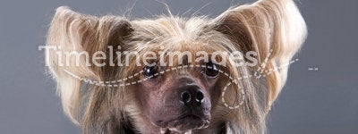 Closeup of Chinese Crested Dog male.
