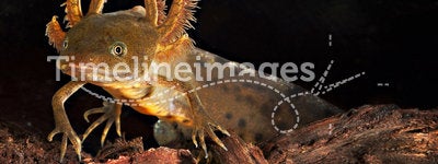 Crested newt tadpole water salamander amphibian