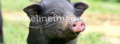 Young black pig smiling
