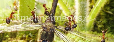 team of ants find dragoonfly