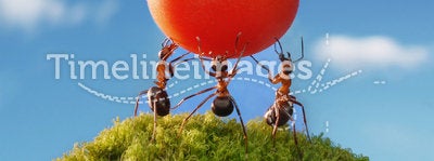 team work, ants red harvest
