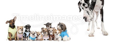 Group of dogs against white background