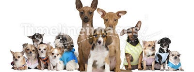 Small dogs in front of white background