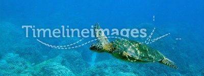 Tropical underwater scene - sea turtle