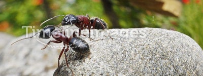 Ants, survival under boot