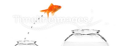 Goldfish jumping from small to bigger bowl