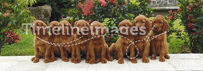 Eight irish setter puppies