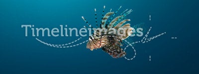 Side view of a Common lionfish (Pterois miles)