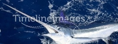 Beautiful white marlin real billfish sport fishing