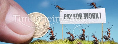 Ants demand payment for work
