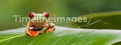 Red-eyed tree frog on leaf