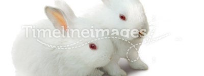 Two cute white baby rabbits isolated.