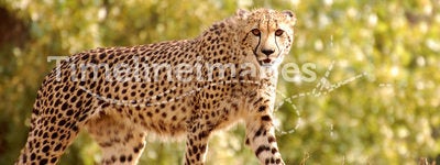 Cheetah walking in nature